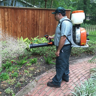 Mosquito misting clearance system